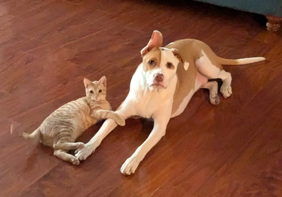 A small orange tabby cat is lying on a wooden floor next to a larger tan and white dog, with its front paw resting on the…