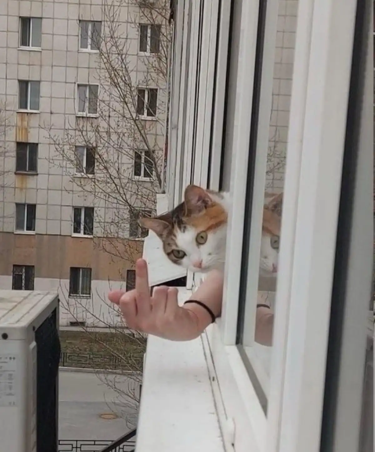 A calico cat peers out from a white window frame, its head and front paws visible, while a human hand with a black bracelet…