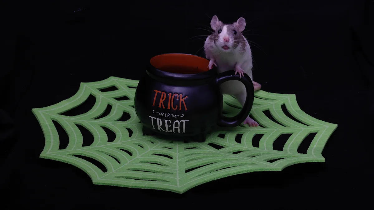 A small, fluffy rat with a white face and gray body is perched on the handle of a black cauldron-shaped mug that reads…