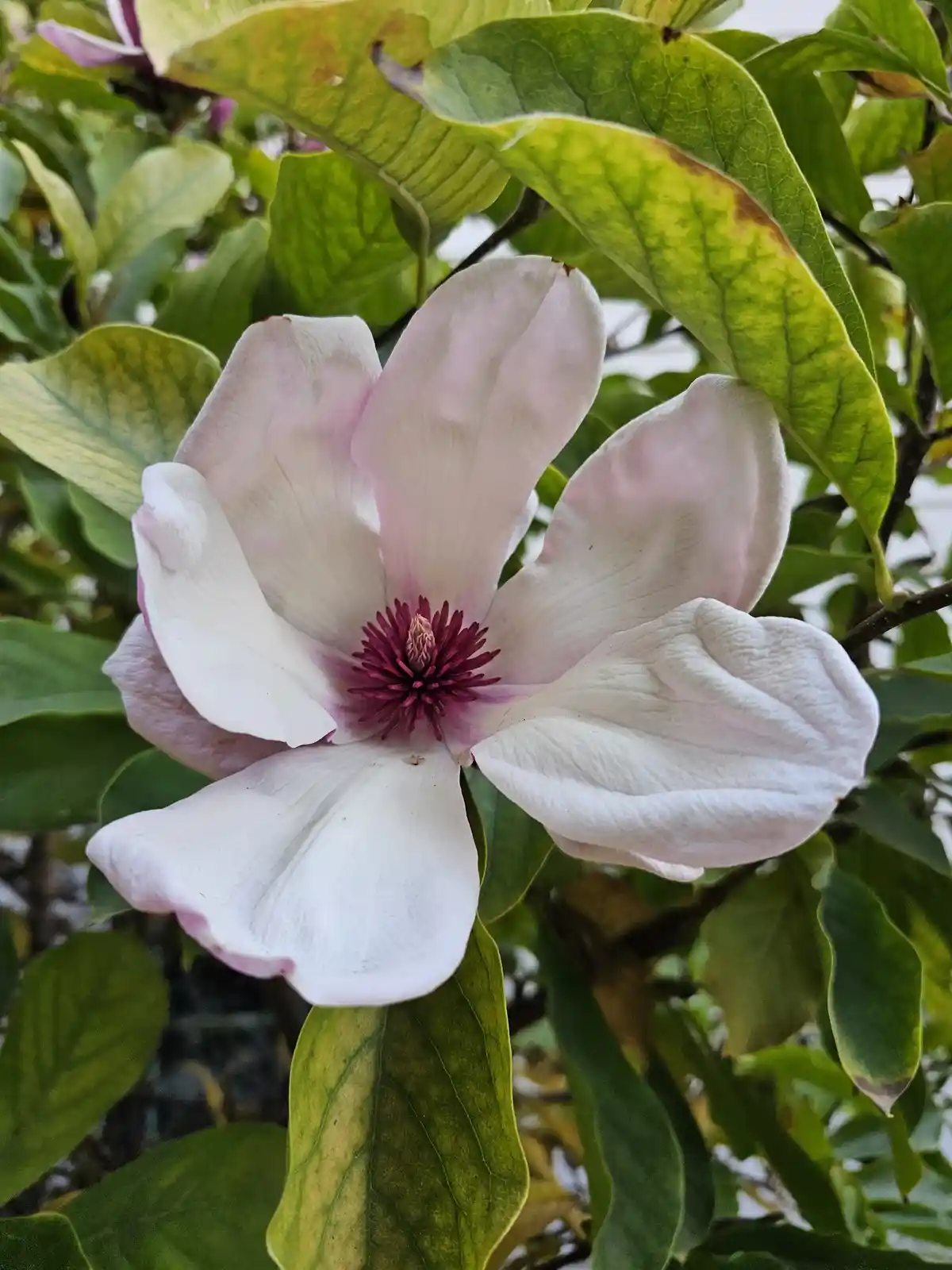 A close-up photo shows a large, open magnolia flower with pale pink and white petals and a deep magenta center, surrounded…