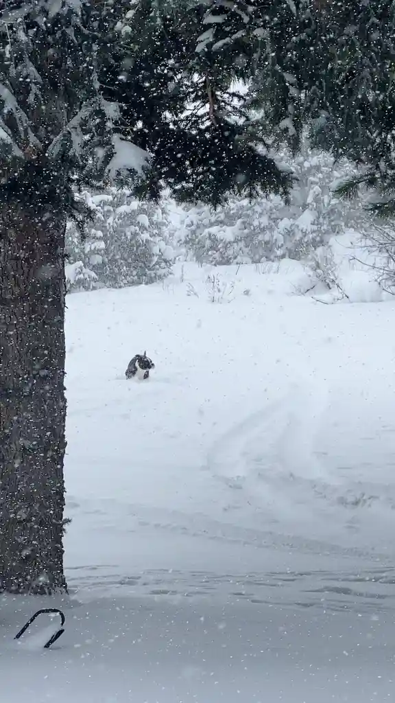 A small black and white dog is partially buried in deep snow in a snowy forest, with snow falling and trees covered in snow…