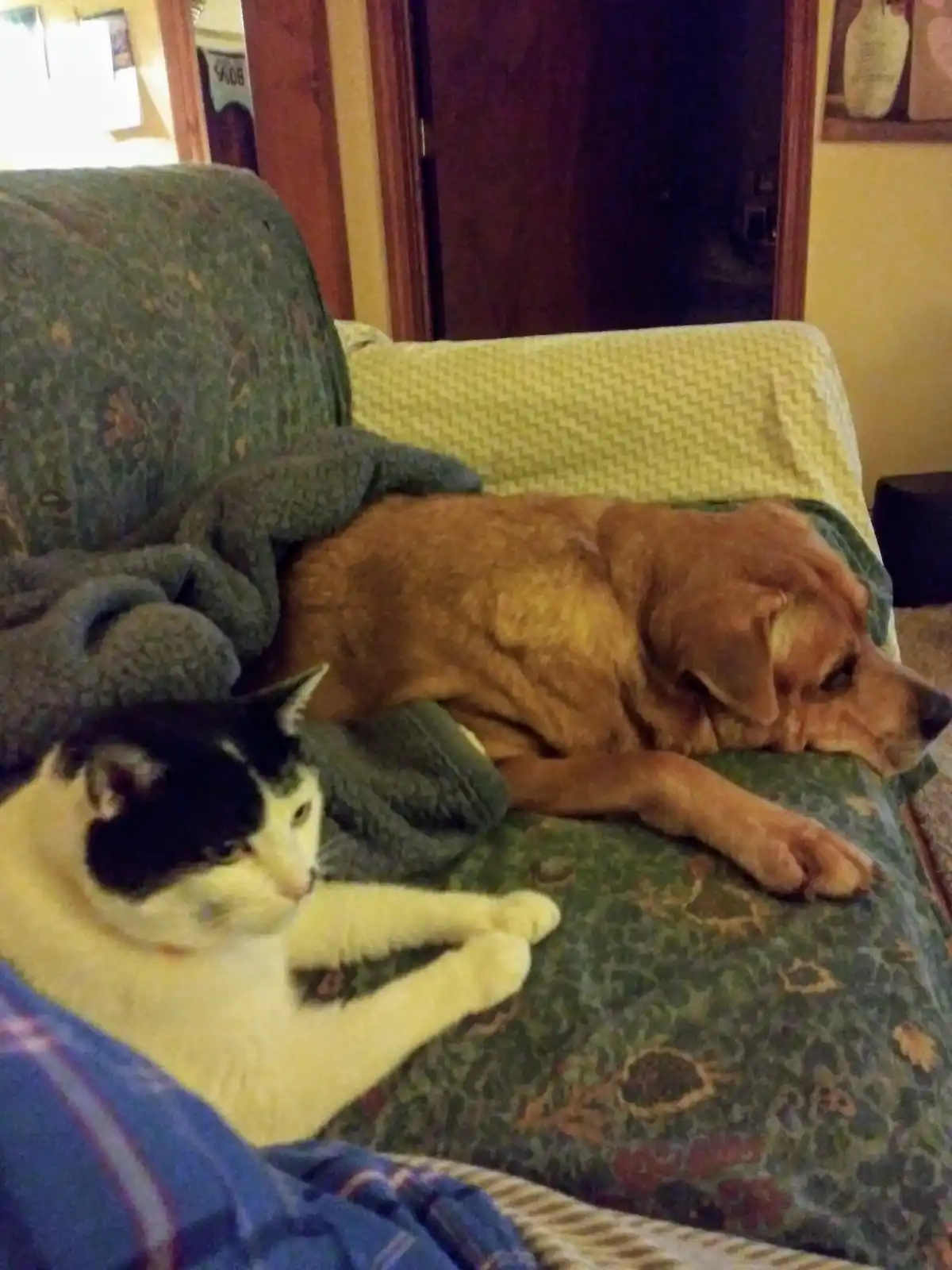 A black-and-white cat lounges on a patterned green couch next to a brown dog that is sleeping soundly under a green blanket…