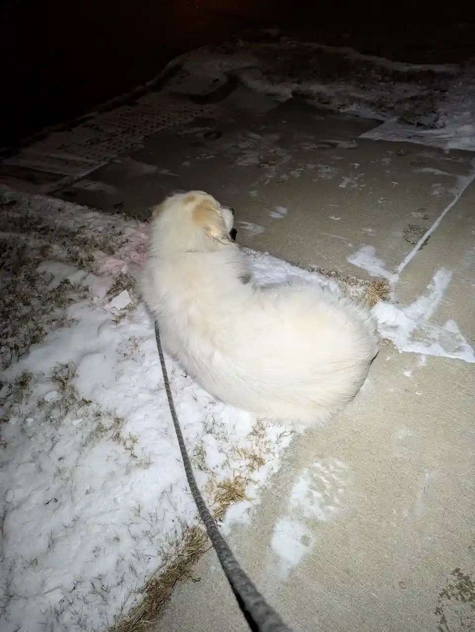 A fluffy white dog sits curled on a snowy sidewalk at night, facing away from the camera, with a leash trailing beside it…