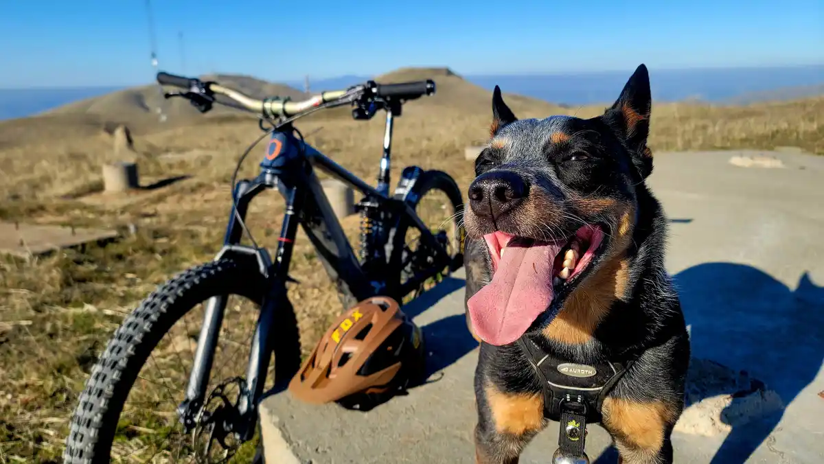 A black and tan kelpie dog with its tongue out and eyes half-closed sits on a stone ledge next to a mountain bike and a…