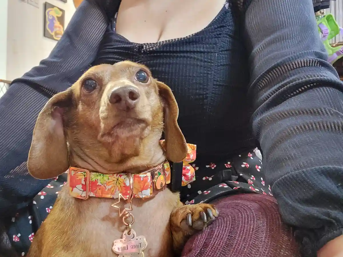 A small brown dog with large, expressive eyes sits on a person's lap, looking upward with a pleading or confused expression…