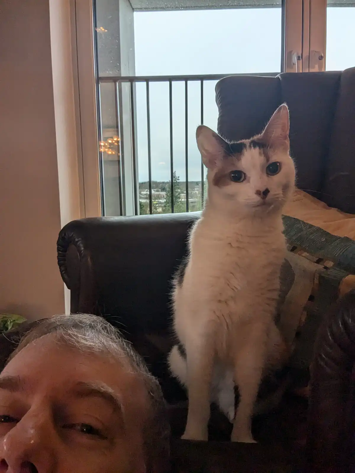 A white and brown cat sits upright on a dark leather couch, looking directly at the camera with a serious expression. In the…