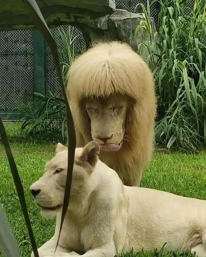 A white male lion with a full mane stands behind a white female lion lying on grass, both looking tired. The male lion has…