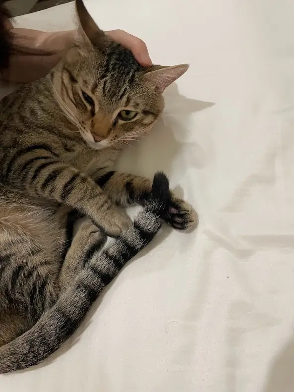 A tabby cat lies on a white surface, being petted on the head by a human hand, while it holds its own tail with its front…