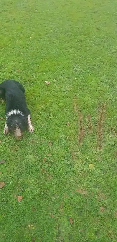 A black and white dog with muddy paws and a muddy face lies on green grass, looking exhausted. Behind it, a muddy trail…