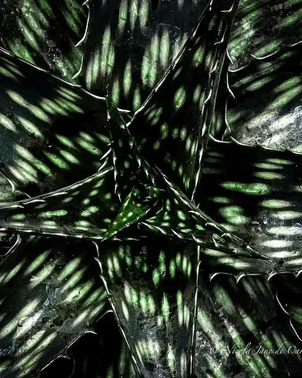 a close-up photograph of a dark green, spiky succulent plant with star-shaped, pointed leaves featuring lighter green…