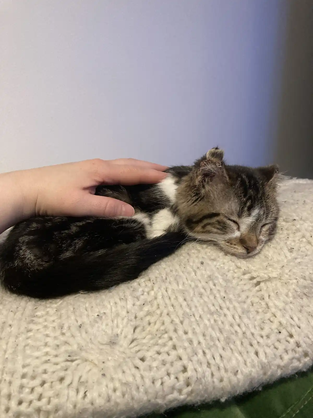 A small tabby cat with white markings is curled up and sleeping soundly on a white knitted blanket while a human hand gently…