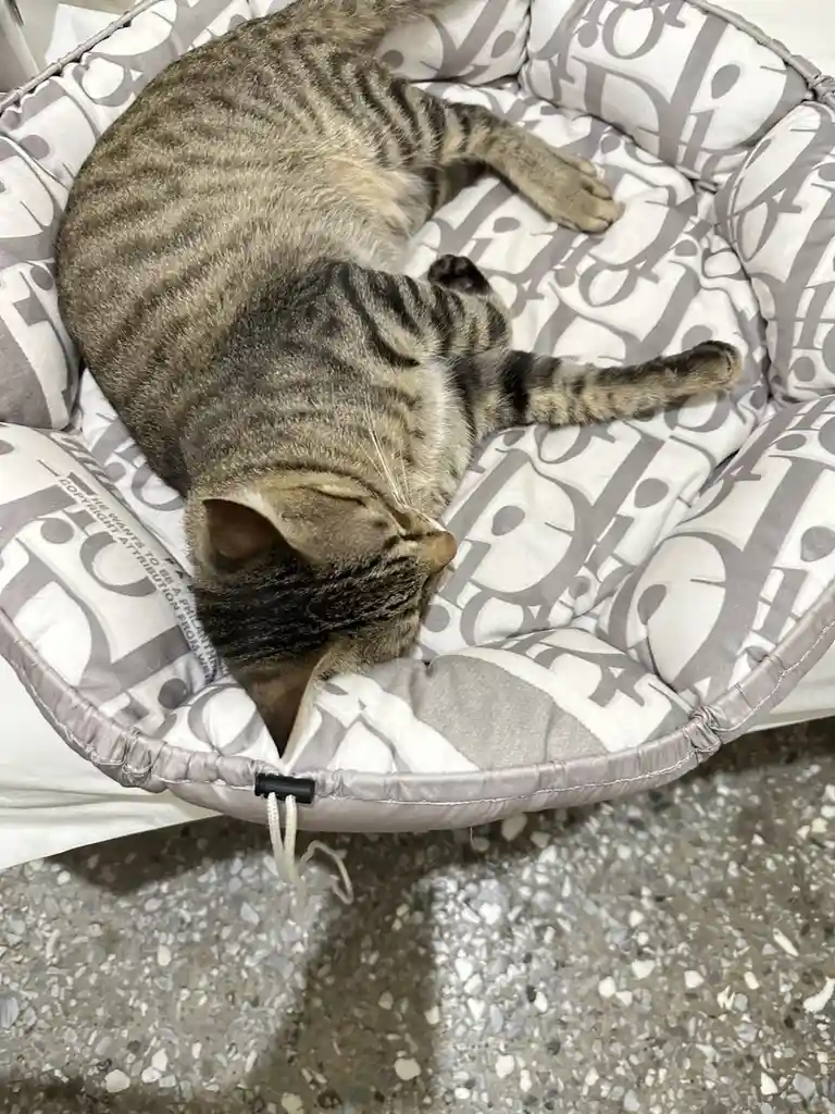 A tabby cat is sleeping curled up in a plush, circular pet bed that features a repeating gray and white pattern resembling…