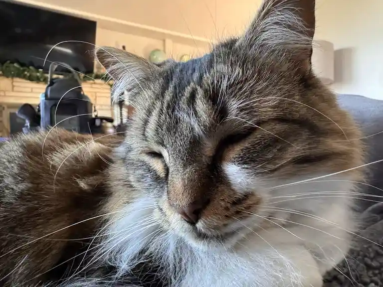 A close-up photo of a fluffy tabby cat with closed eyes and a serene expression, appearing deeply asleep or resting…