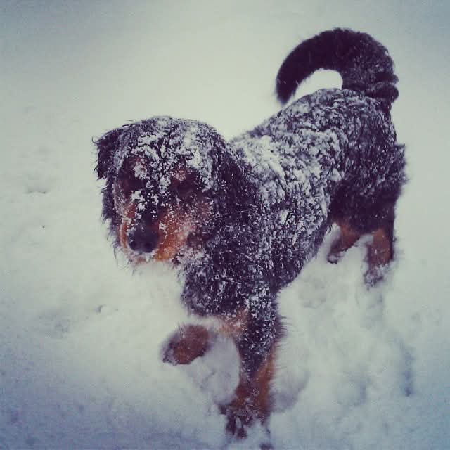A small, dark-furred dog with tan markings stands in deep snow, its entire body covered in snowflakes, especially on its…