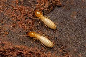 Two pale, translucent termites with segmented bodies and long antennae crawl on dark, textured wood. The image is overlaid…
