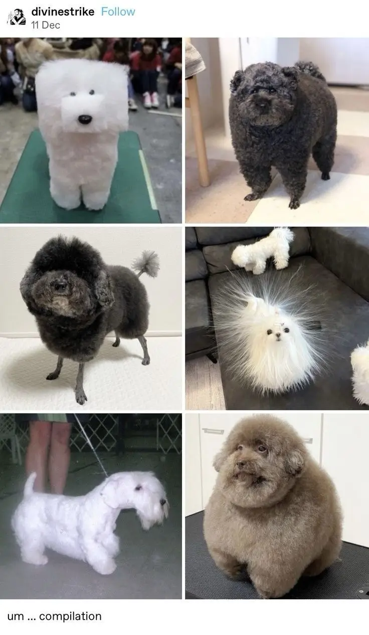 A six-panel grid shows six different dogs with highly stylized, unnatural grooming styles. Top left: a white dog trimmed…