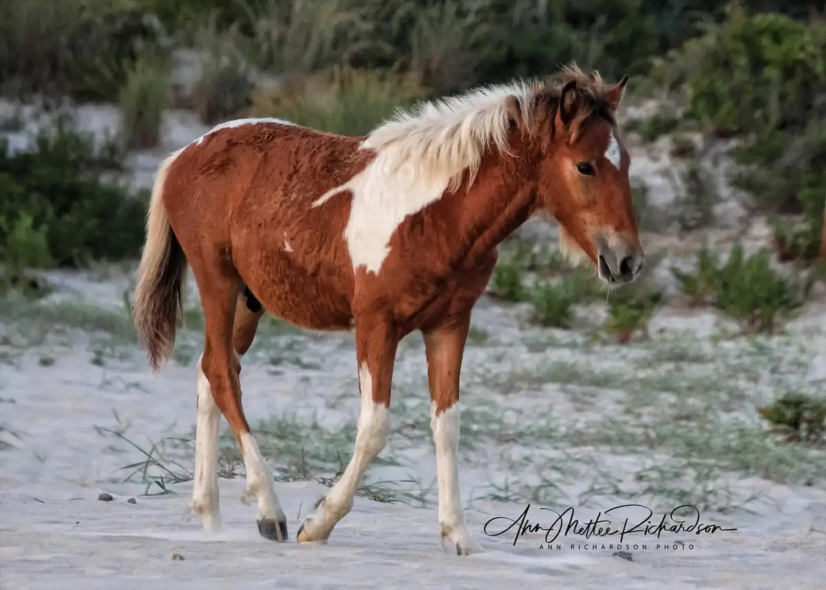 A brown and white horse with a fluffy mane walks slowly through sandy terrain with sparse green vegetation in the…