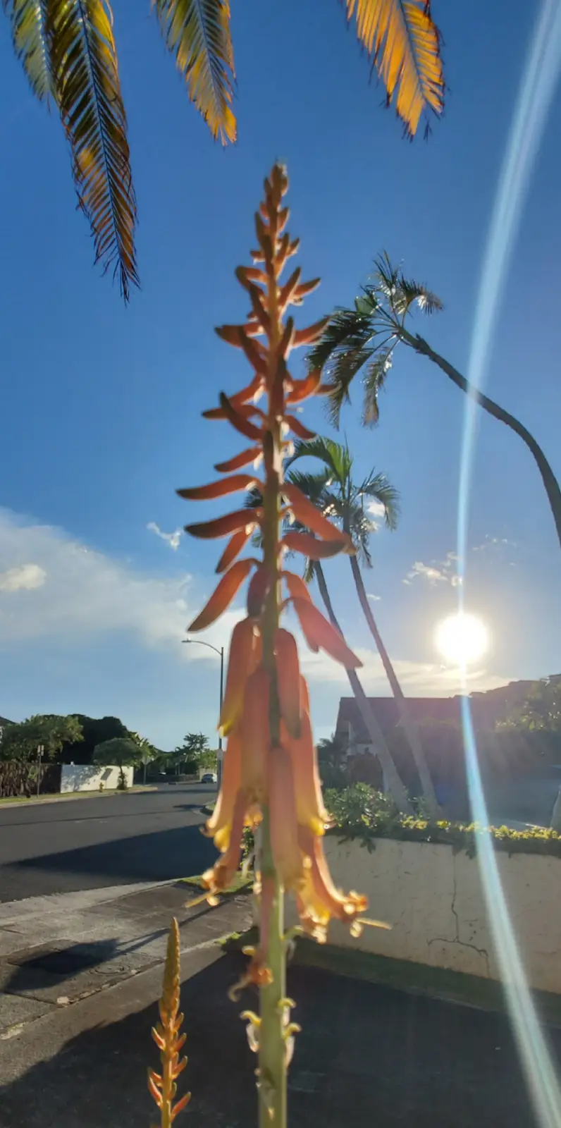 A tall, orange-red flowering plant, likely an aloe, stands in the foreground against a bright blue sky with palm trees and a…