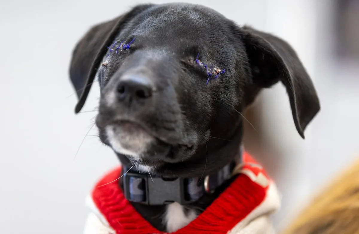 A close-up of a black dog with visible surgical stitches across both eyes, wearing a red and white sweater and a black…