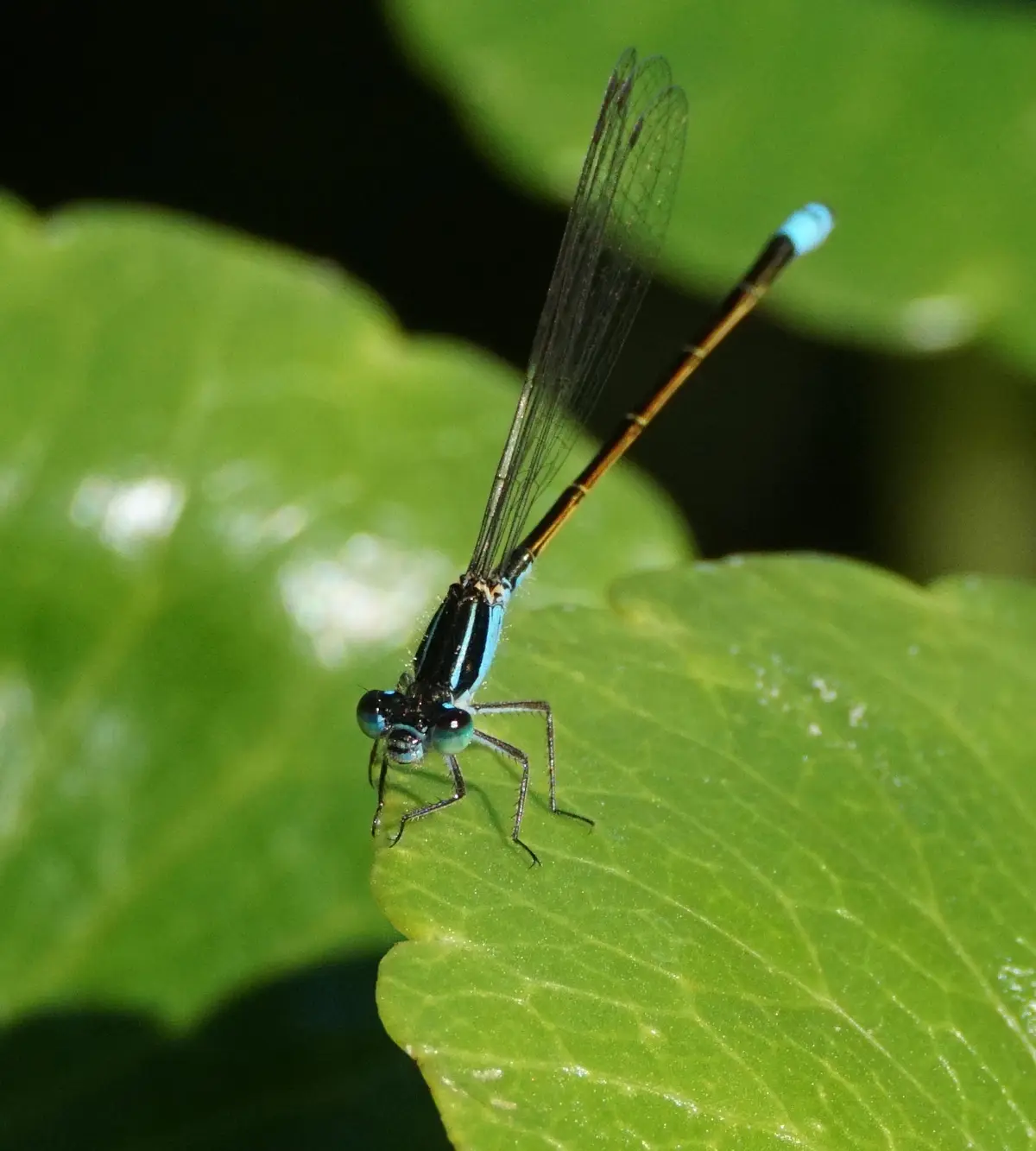Beautiful Damselflies at Tres Rios Wetlands