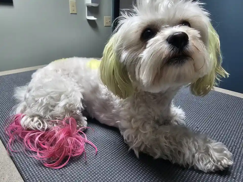 A small white fluffy dog with its ears and back dyed neon green and yellow lies on a grooming table, looking up with a sad…