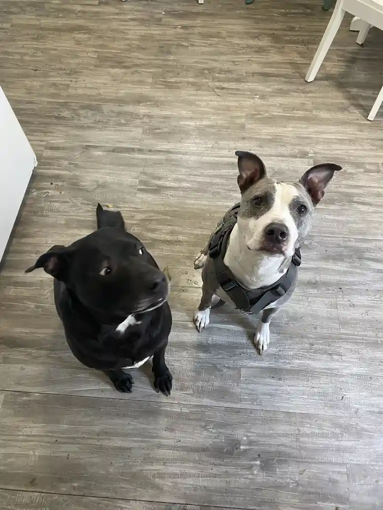 Two dogs sit on a gray wood-laminate floor, looking up at the camera. The dog on the left is black with a small white patch…