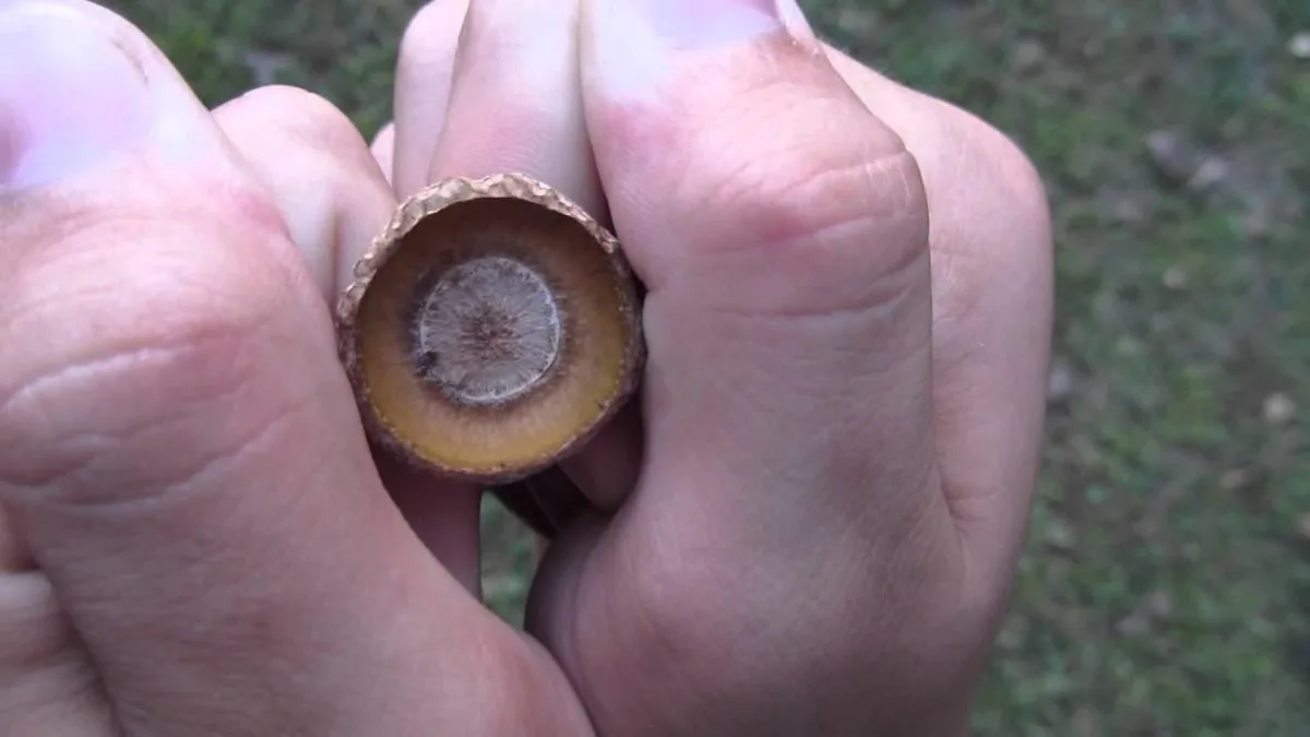 A close-up shot shows a person's hands holding an acorn cap, revealing its hollow interior with a textured, circular base…