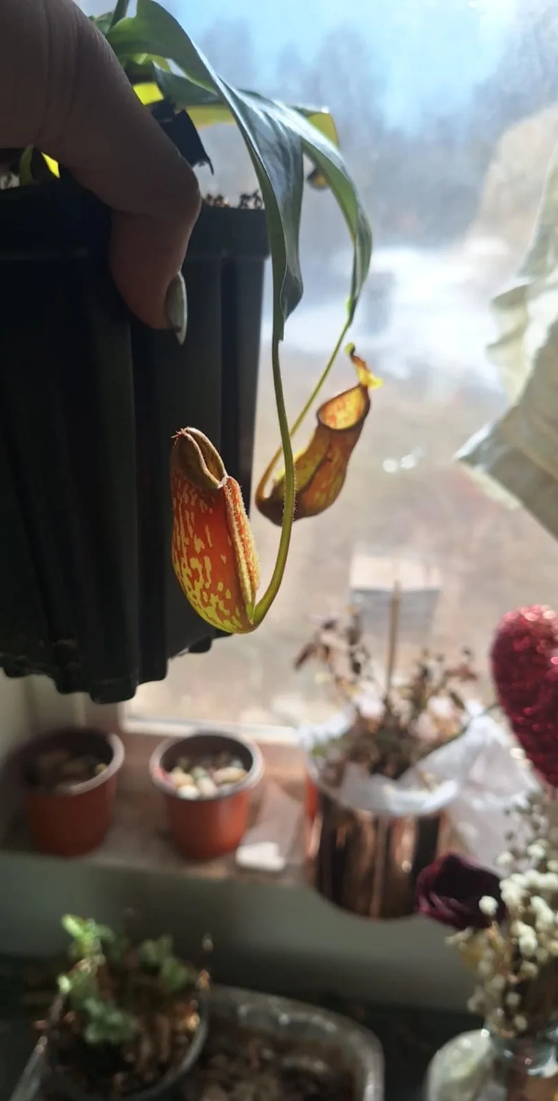 A hand holds a potted carnivorous pitcher plant with two orange and yellow spotted pitcher structures dangling down. The…