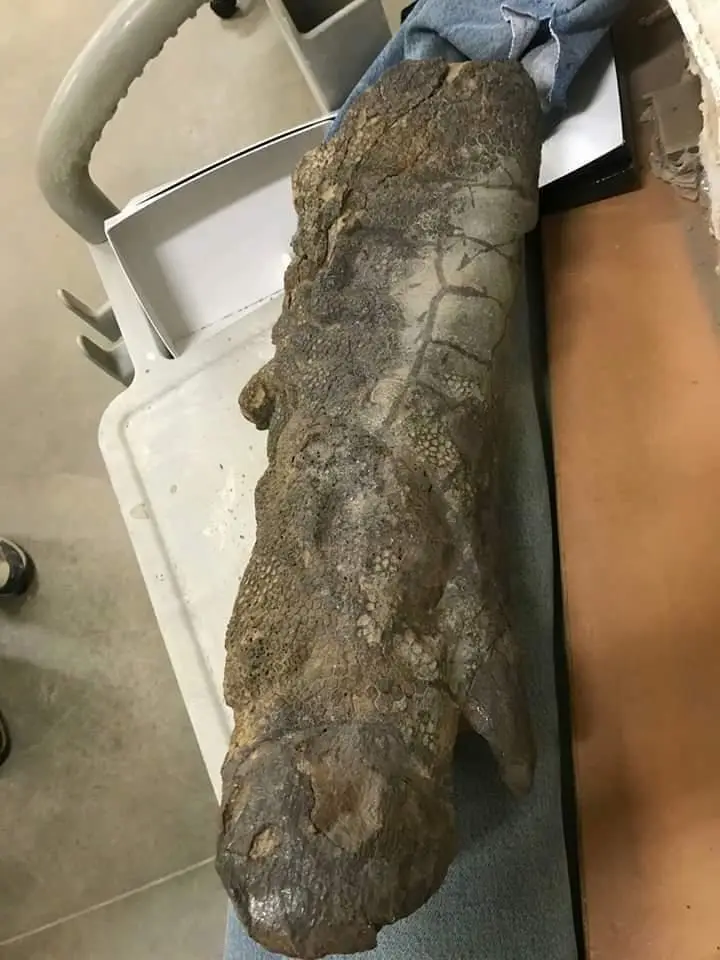 a large, rough, fossilized bone with a textured, segmented surface resembling a giant, ancient sausage, resting on a…
