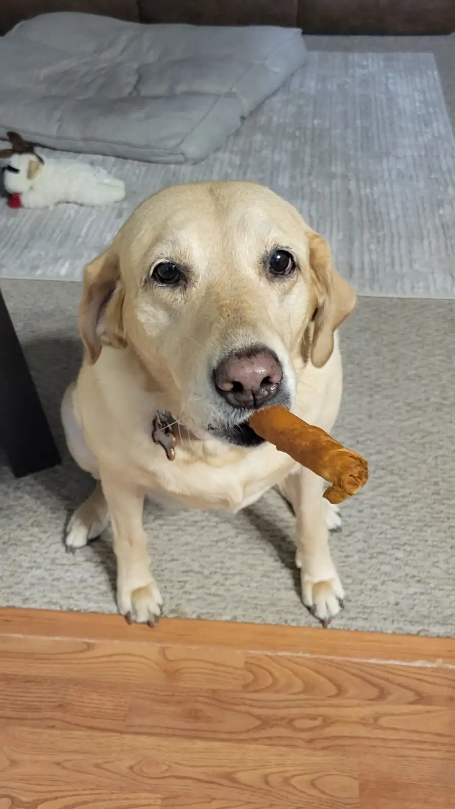 A yellow Labrador Retriever sits on a carpeted floor, looking directly at the camera with a large, brown, rolled dog treat…