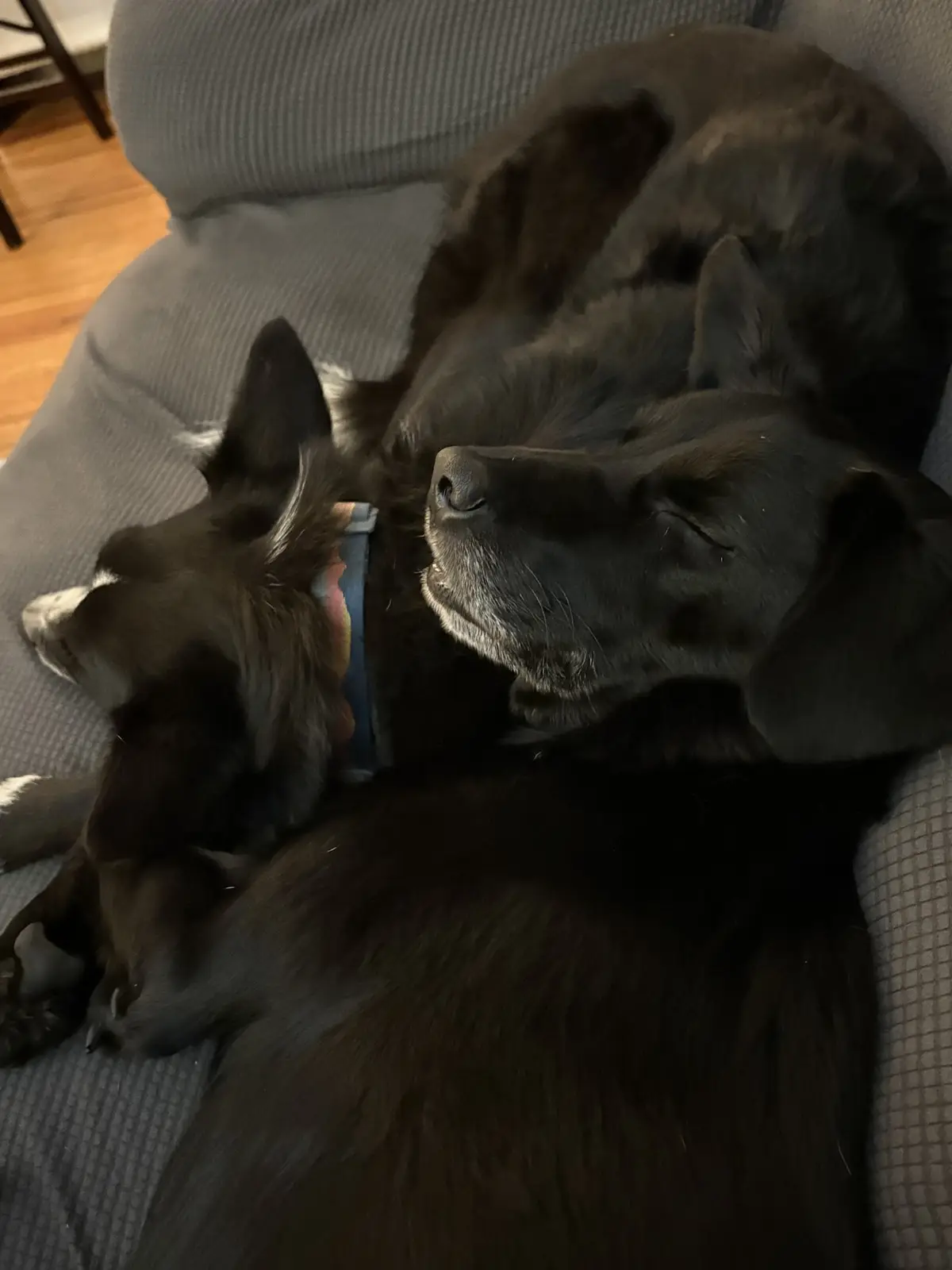 Wishing You a Merry Christmas from Sammy, Rex, and Me!