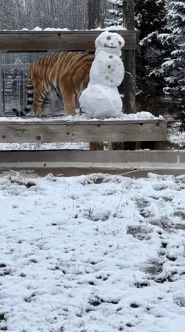 A tiger stands beside a snowman in a snowy enclosure, progressively leaning in closer to sniff or investigate the snowman…