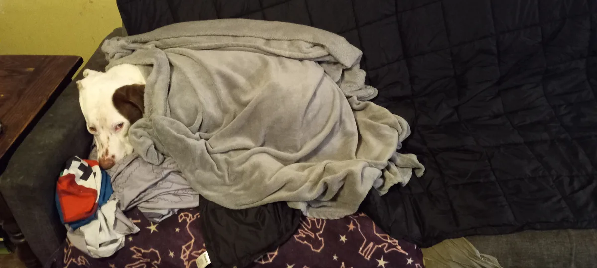 A white and brown dog with a sad expression peeks out from under a grey blanket on a couch, surrounded by other blankets and…