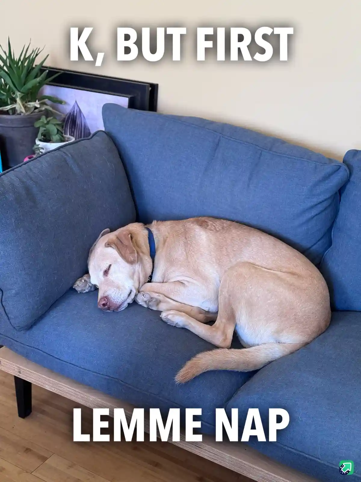 A light-colored dog is curled up and sleeping soundly on a blue couch, with text overlaid at the top reading 'K, BUT FIRST'…