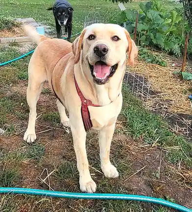 A yellow Labrador Retriever wearing a red harness stands in a garden, looking directly at the camera with its mouth open and…