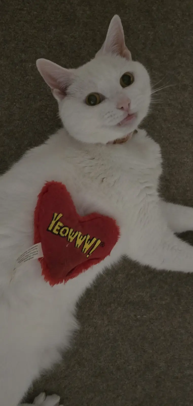 A white cat with wide, surprised eyes lies on a gray carpet, holding a red plush heart toy that has the word 'YEOWWW!'…