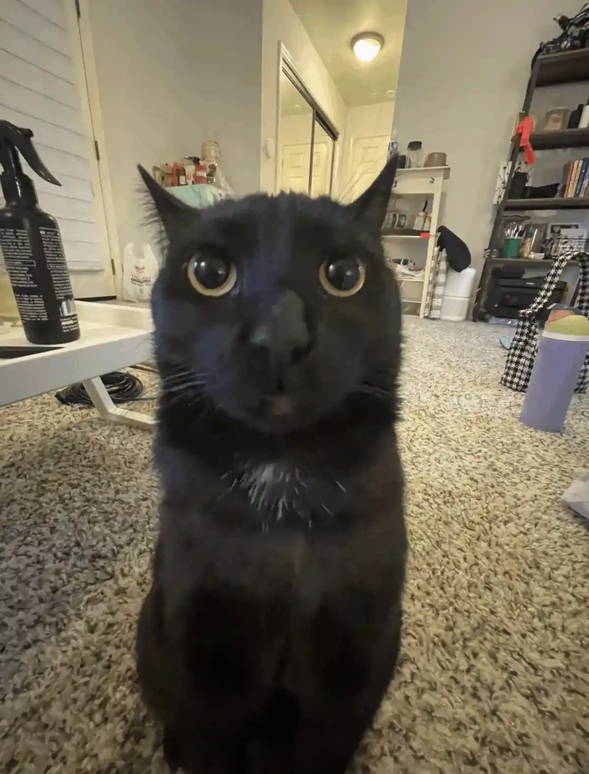 A black cat with wide, startled eyes stares directly at the camera from a carpeted room, its expression conveying shock or…