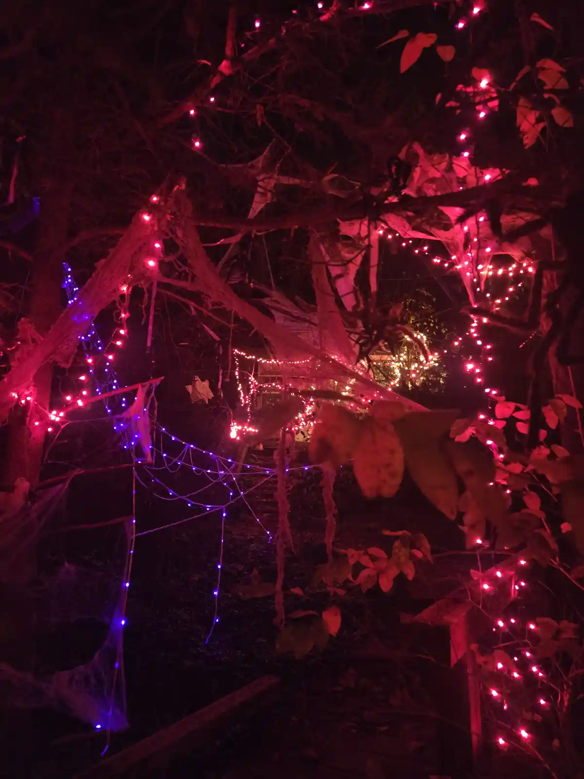 A nighttime outdoor scene shows trees and branches heavily decorated with glowing red and purple string lights, draped with…