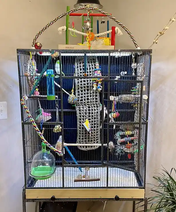 a large, black metal bird cage is heavily decorated with numerous colorful toys, ropes, perches, and a hanging net…