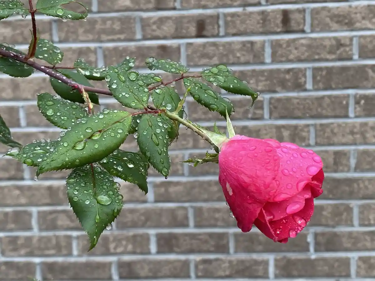 A close-up photo shows a vibrant pink rosebud and its green leaves, both covered in glistening water droplets, set against a…