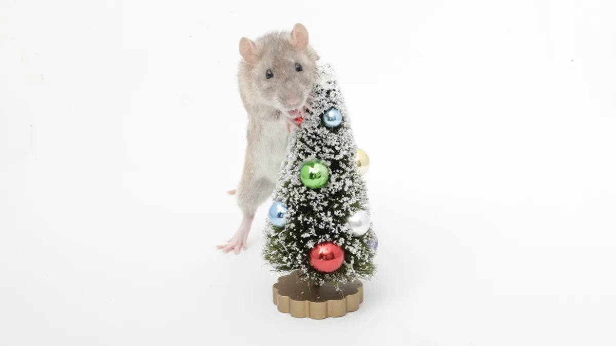 A gray rat is standing next to a small, decorated Christmas tree with colorful ornaments and white snow-like flocking. The…