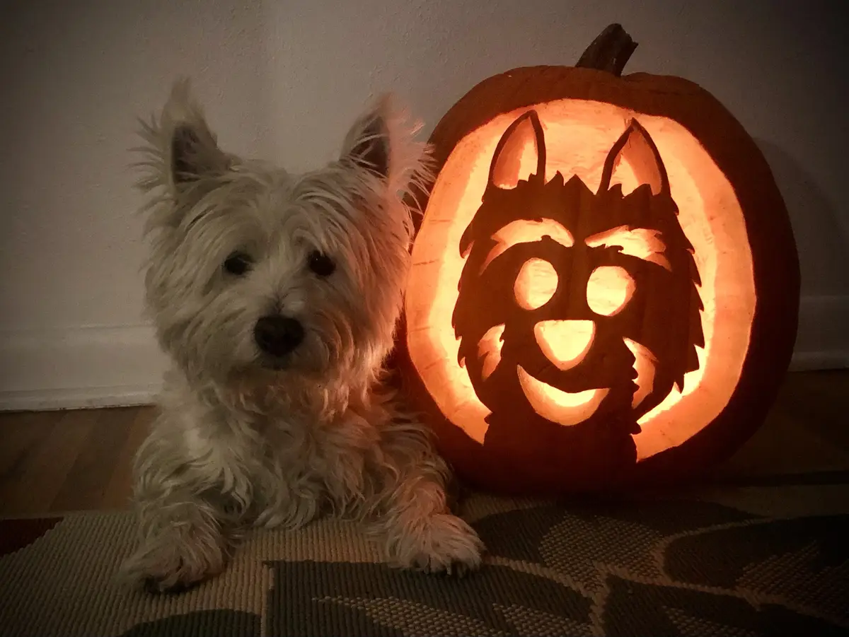 A small white dog with shaggy fur sits beside a glowing jack-o'-lantern carved to resemble a raccoon, complete with a mask…