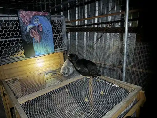 Two chickens, one black and one white, are perched inside a wire mesh coop at night. Above them, a large, vividly painted…