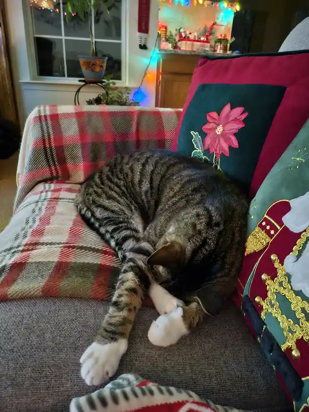 A tabby cat with white paws is curled up asleep on a couch covered with a red and beige plaid blanket. Next to the cat are…