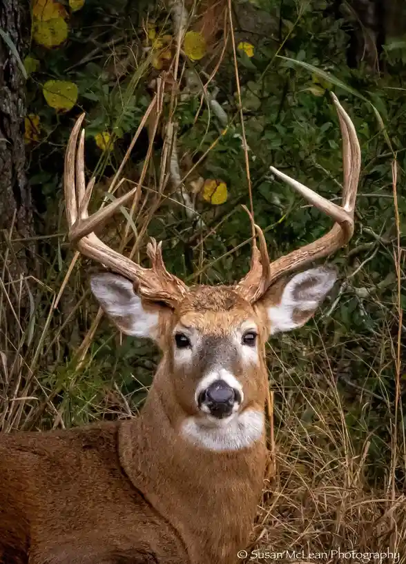A close-up photo of a large buck deer with impressive, wide antlers, staring directly at the camera from a grassy, leafy…