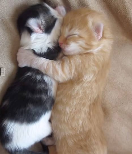 Two very young kittens, one black and white and one orange tabby, are sleeping peacefully while curled up and hugging each…