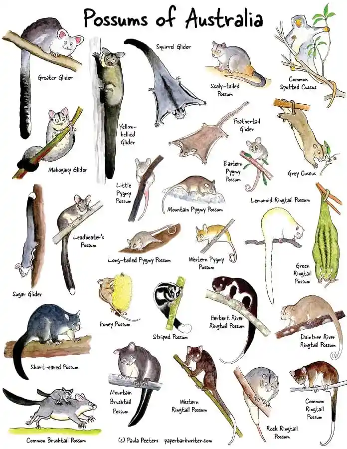An illustrated educational chart titled 'Possums of Australia' displays numerous Australian marsupial species, each labeled…