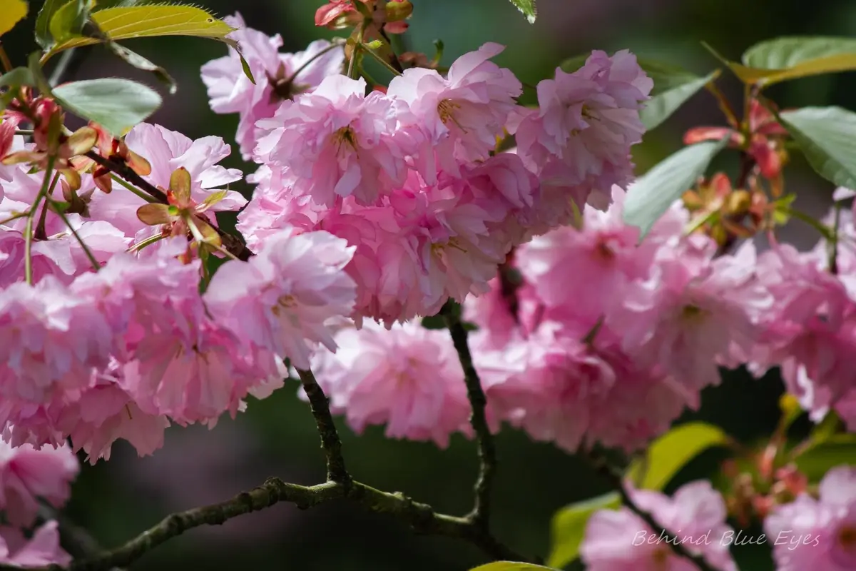 Just Azalea.