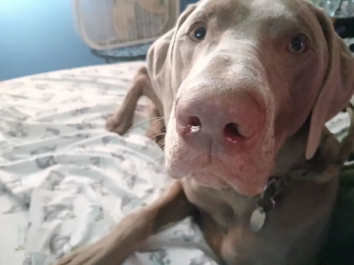 A close-up photo of a light brown dog with large, expressive eyes and a pink nose, lying on a patterned bedspread. The dog…