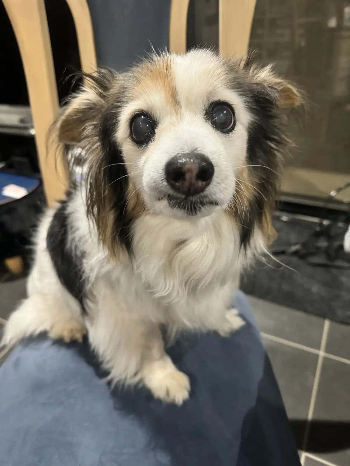 A small, fluffy dog with white, black, and tan fur sits on a person's lap, looking directly at the camera with large…
